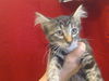 adoptable Cat in ,  named A897779