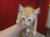 adoptable Cat in ,  named A897780