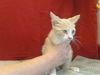 adoptable Cat in ,  named A897781