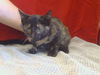 adoptable Cat in ,  named A897783