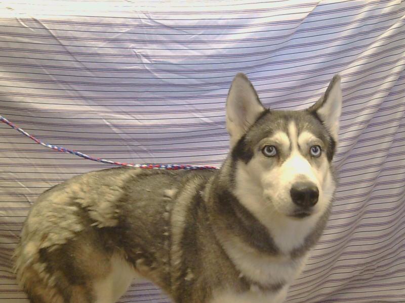 adoptable Dog in Sacramento, CA named * BUN BUN