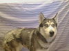 adoptable Dog in ,  named *KIMA