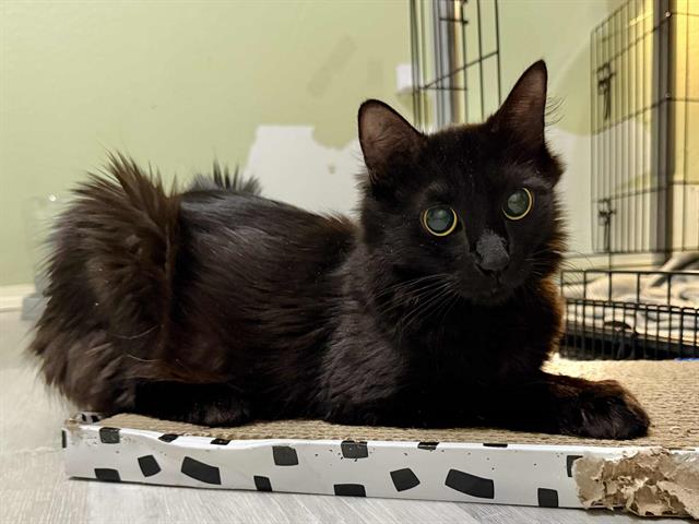 adoptable Cat in Sacramento, CA named *BRIDGET