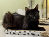adoptable Cat in Sacramento, CA named *BRIDGET