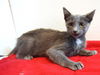 adoptable Cat in  named *KAIRA