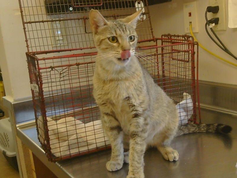 adoptable Cat in Sacramento, CA named A897591