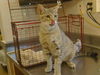 adoptable Cat in  named A897591