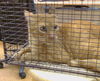 adoptable Cat in  named A897658