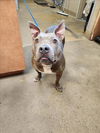 adoptable Dog in  named LUNA