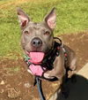 adoptable Dog in  named LUNA