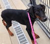 adoptable Dog in  named *KAI