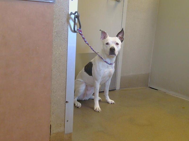 adoptable Dog in Sacramento, CA named *STAR FRUIT