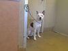 adoptable Dog in  named *STAR FRUIT
