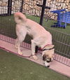 adoptable Dog in  named *CUCUMBER