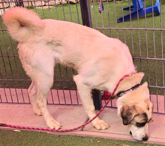 adoptable Dog in Sacramento, CA named *CUCUMBER