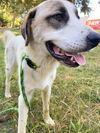 adoptable Dog in  named *CUCUMBER