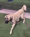 adoptable Dog in  named *WALNUT