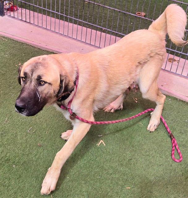 adoptable Dog in Sacramento, CA named *WALNUT