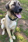 adoptable Dog in  named *WALNUT