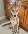 adoptable Dog in  named *DREAM