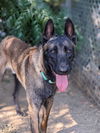 adoptable Dog in  named *HENRY CAVILL