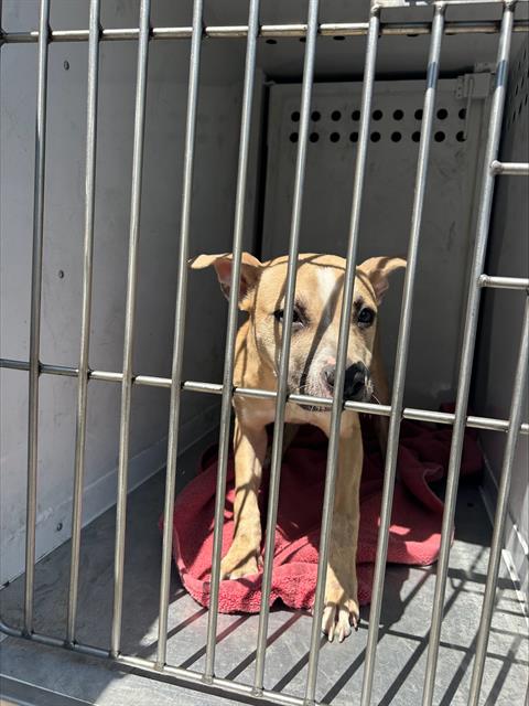 adoptable Dog in Sacramento, CA named HONEY BUN