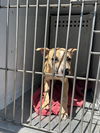 adoptable Dog in  named HONEY BUN