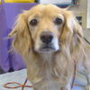 adoptable Dog in  named A897836