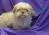 adoptable Dog in  named *COREY