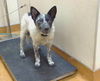adoptable Dog in  named *FUZZ