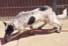 adoptable Dog in  named *FUZZ