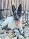 adoptable Dog in  named *FUZZ
