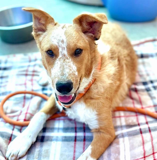 adoptable Dog in Sacramento, CA named *CACTUS
