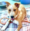 adoptable Dog in  named *CACTUS