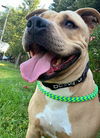 adoptable Dog in  named *HONEY