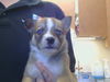 adoptable Dog in  named LILLY