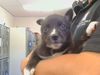 adoptable Dog in  named IVY