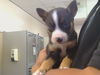 adoptable Dog in  named BROOKLYN