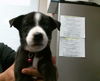 adoptable Dog in  named PANDA