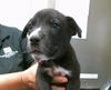 adoptable Dog in  named BELLA
