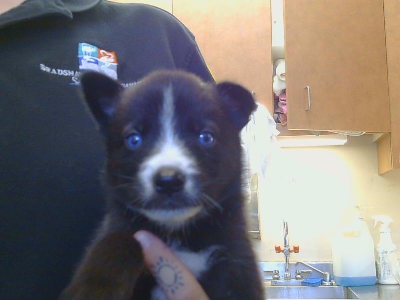 adoptable Dog in Sacramento, CA named JEREMY
