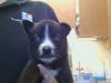 adoptable Dog in  named JEREMY