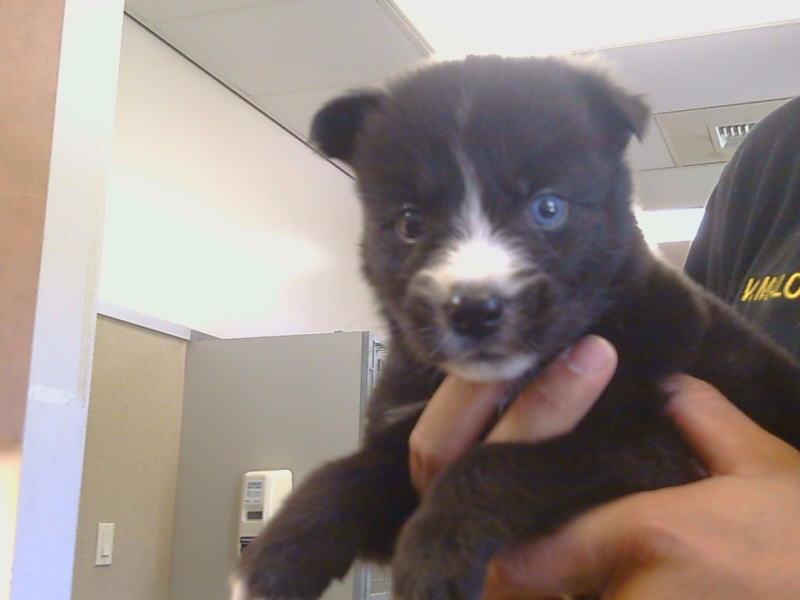 adoptable Dog in Sacramento, CA named BEAR