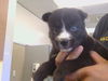 adoptable Dog in  named BEAR