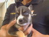 adoptable Dog in  named FREDDY COUGAR