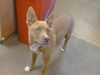 adoptable Dog in  named A898014