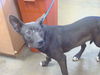 adoptable Dog in  named A898016