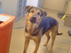 adoptable Dog in  named A898034