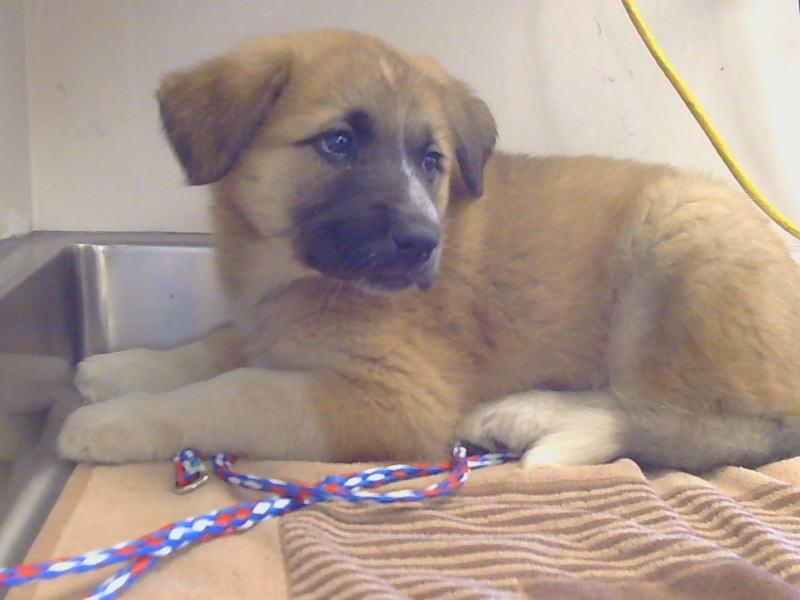 adoptable Dog in Sacramento, CA named *RAYNA