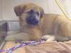 adoptable Dog in  named *RAYNA